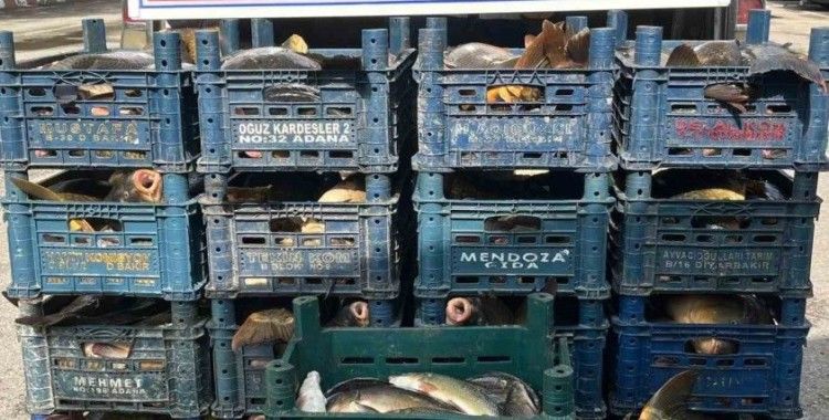 Elazığ’da kaçak avlanan 1 ton 400 kilo balık ele geçirildi
