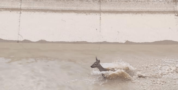 Sulama kanalına düşen yavru geyiği itfaiye kurtardı