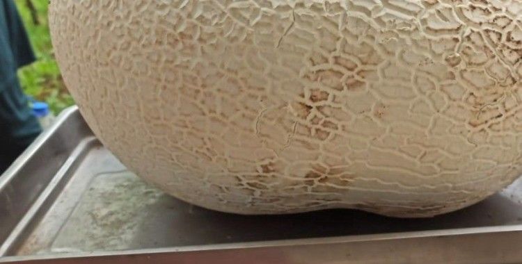 Dev mantar görenleri hayrete düşürdü
