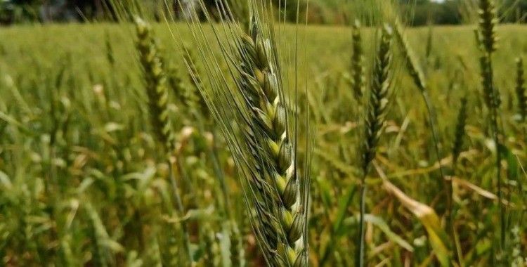 13 bin yıllık ata tohumu ile buğday üretimine destek