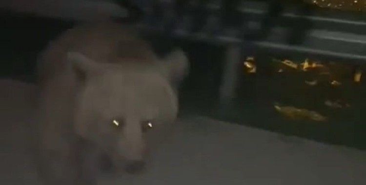 Bursa’da anayola inen ayı, yanında yavaşlayan otomobile böyle saldırdı
