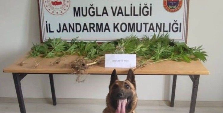 Muğla jandarmasının hassas burunları uyuşturucuya geçit vermedi
