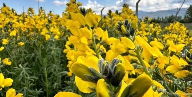 Eber Sarısı görüntüsüyle görenleri mest etti
