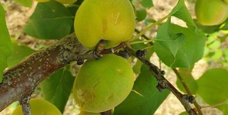 Mersinde dolunun zarar verdiği bahçelerde hasar tespit çalışması başlatıldı
