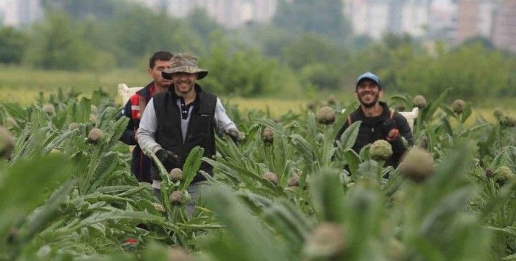 (Özel) Coğrafi işaret tescilli Hasanağa enginarında hasat zamanı
