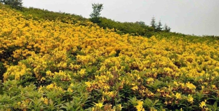 Orman gülleri yaylaları renklendirdi
