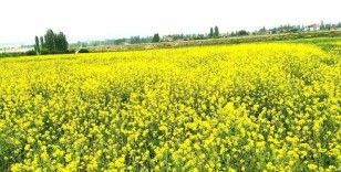 Hububat tarlasındaki yabani sarı hardal otu görsel şölen sunuyor
