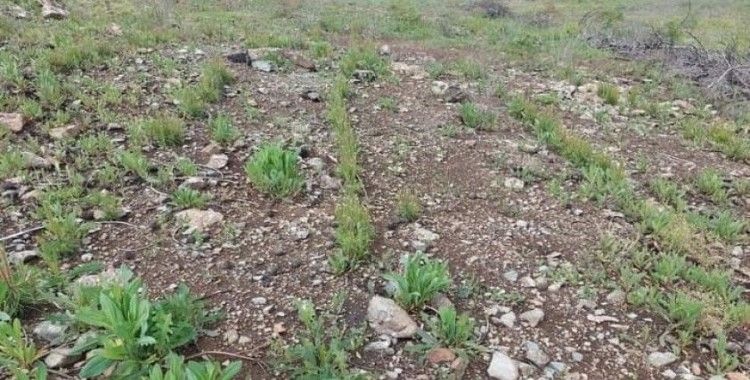 Yanan ormanlık alanlar yeşillendiriliyor
