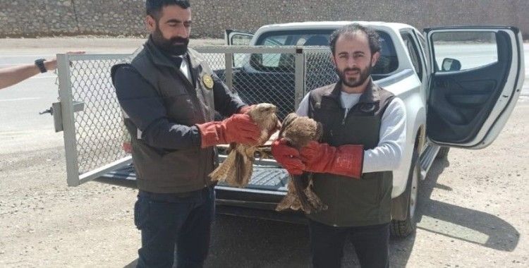 Bingöl’de yaralı bulunan akbaba ve Su Şahinleri tedavi altına alındı
