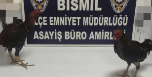 Bismil’de horoz dövüşü baskını