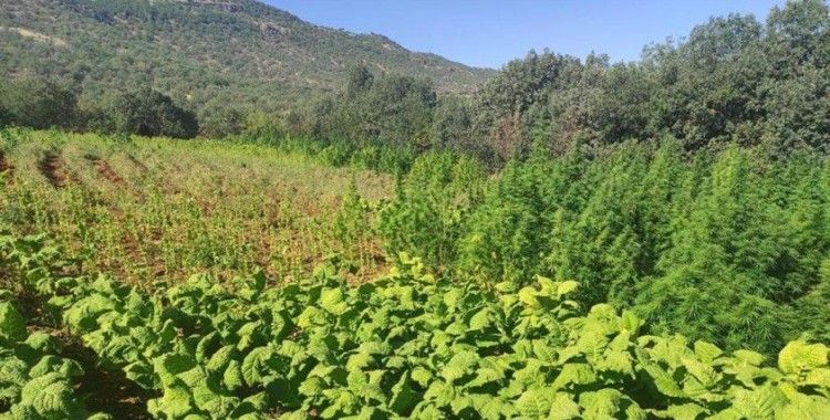 Tarlaya kenevir eken 2 kişi yakalandı