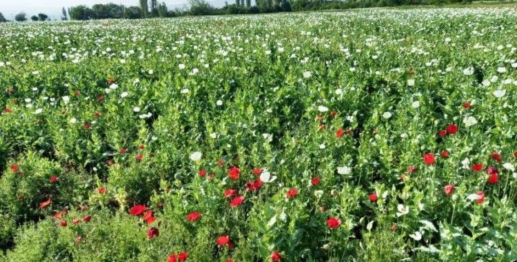 Günyüzü bu güzellikten mahrum kaldı
