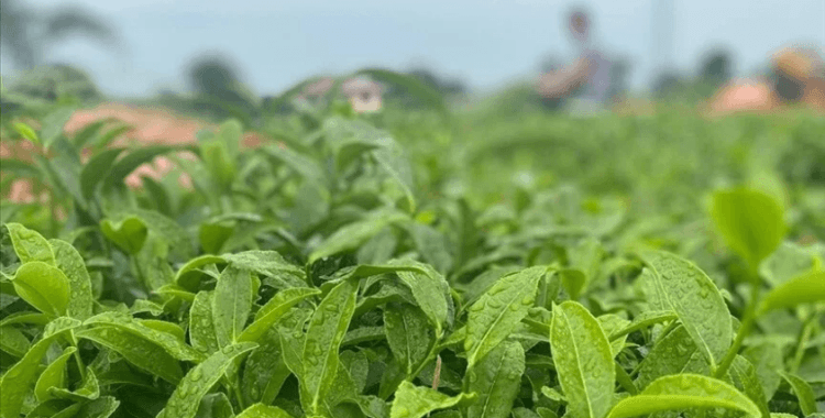 ÇAYKUR birinci sürgünde 48 bin 500 ton yaş çay aldı