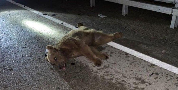 Otomobilin çarptığı ayı telef oldu