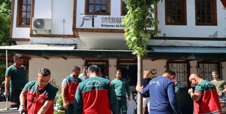 Yağcılar Hanında devrilen çınarın yerine yenisi dikildi
