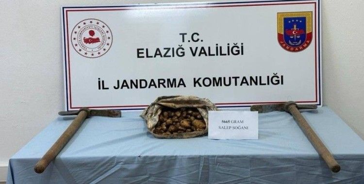 Salep soğanı toplayan şahıs suçüstü yakalandı
