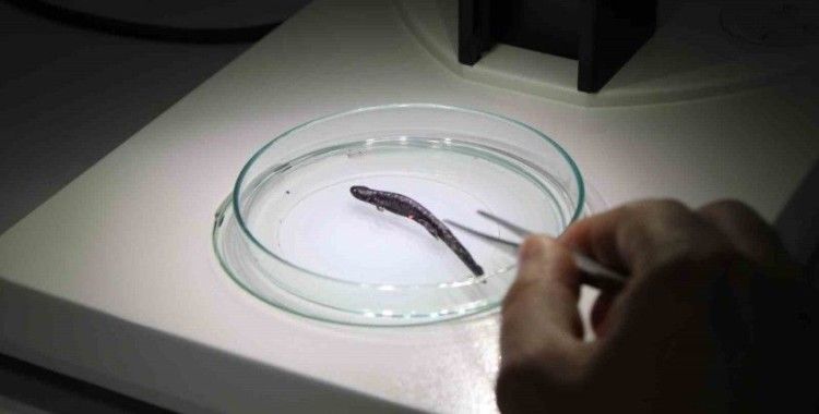 Nesli tehlike altında bulunan Kafkas Semenderi için sevindirici haber
