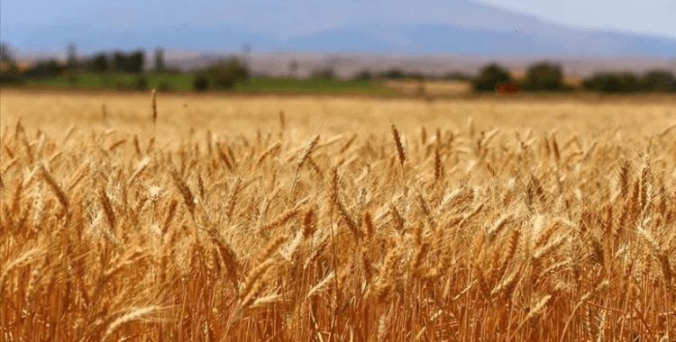 Türk buğday sektörü için kapsamlı yol haritası geliştirildi