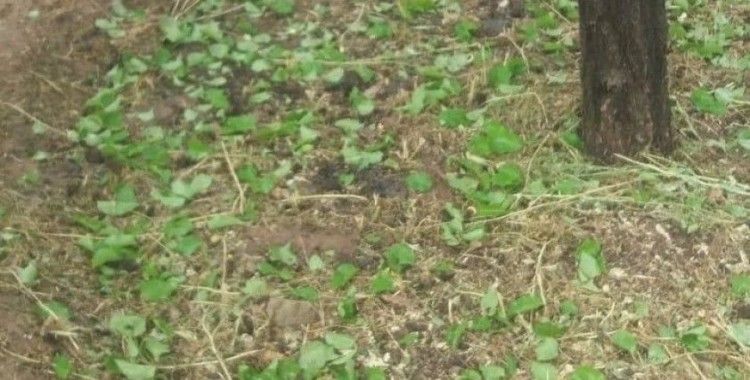 Elazığ’da dolu yağışı sonrası kayısı bahçeleri zarar gördü
