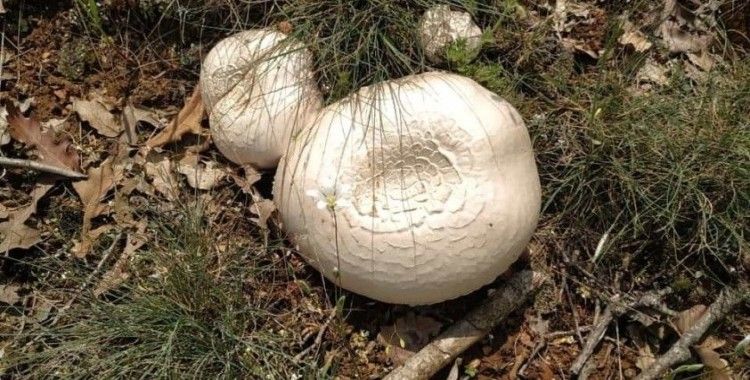 Kütahya’da bir süredir etkili olan yağışlar nedeniyle mantar bereketi yaşanıyor
