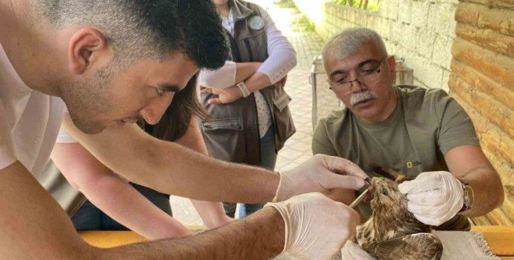 Yaralı bulunan şahin tedavi altına alındı
