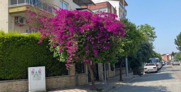 Aydın’da yaz aylarının gelmesi ile sokaklar renklendi
