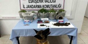 Uyuşturucu madde yetiştiren şahıslar Jandarma köpeği Akça’dan kaçamadı
