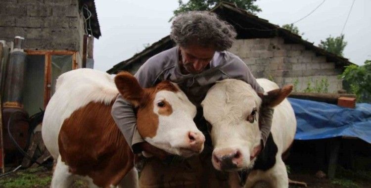 12 yıllık melezleme çalışmasında yeni bir tür büyükbaş hayvan elde etmeyi başardı
