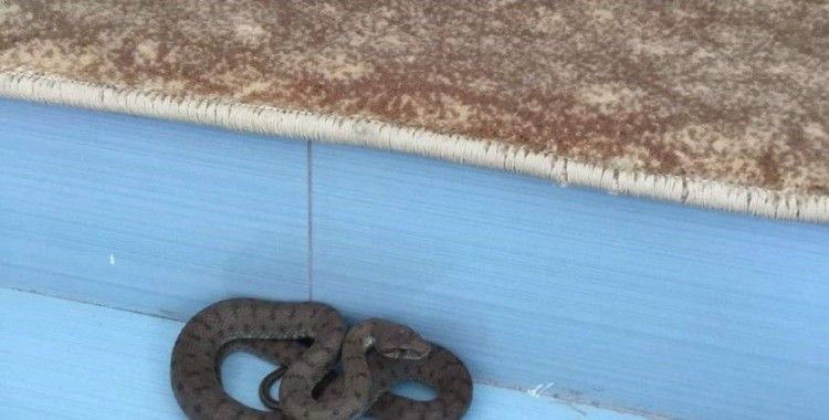 Camiye giren yılan tedirgin etti
