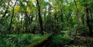 Samsun yüzölçümünün yüzde 7,08’i korunuyor
