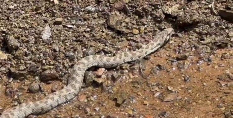 Orta Doğu ve Orta Asya’da yaşıyor, Tunceli’de görüntülendi
