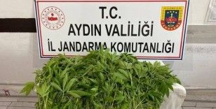 Jandarmanın yasadışı kenevir ekimi ile mücadelesi sürüyor
