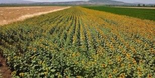 Osmaniye'de ayçiçeği ekim alanı genişliyor