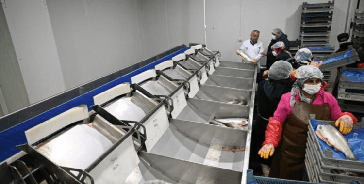 Kayseri’deki tesiste günlük 60 ton balık işleniyor