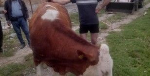 Kanala düşen inek, köylülerin çabasıyla kurtarıldı