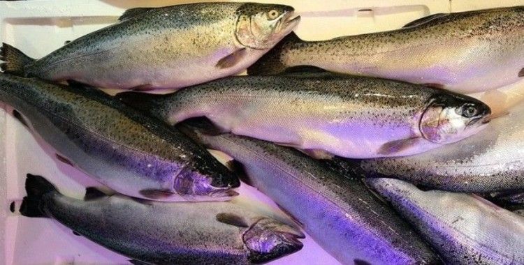 Doğu Karadeniz'den 4 ayda 28,5 milyon dolarlık Türk somonu ihraç edildi