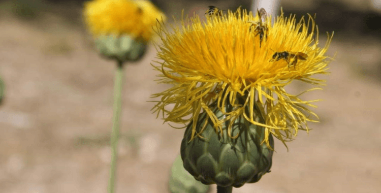 Kuşadası’nın sembolü 'Tülüşah' çiçek açtı: Koparmanın cezası 244 bin TL