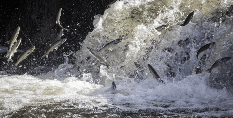 İnci kefalini kaçak avlayan 51 kişiye 390 bin lira ceza