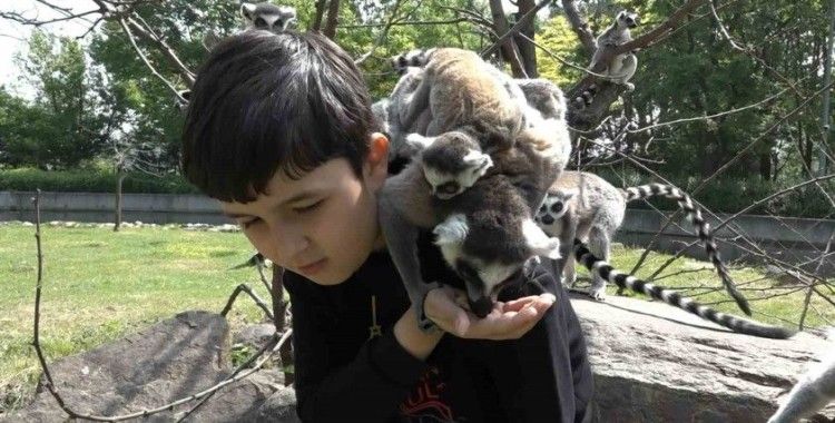 (Özel) Öğrenciler lemurları elleriyle besledi
