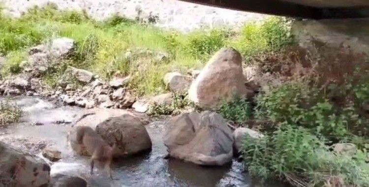 Artvin’de yerleşim yerlerine inen karacalar görüntülendi
