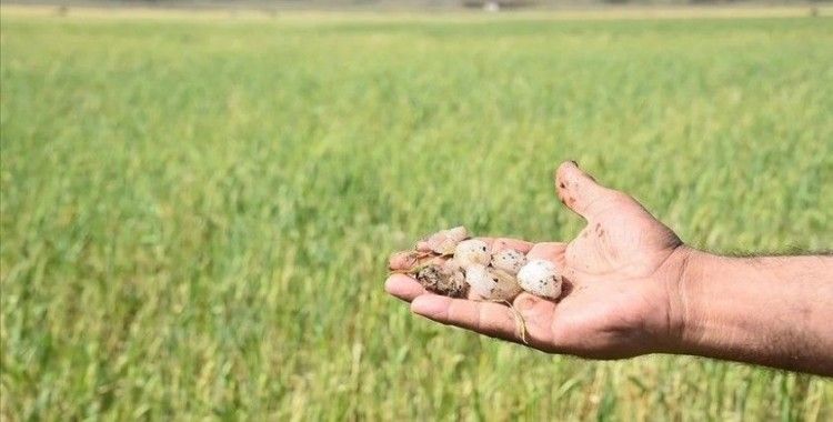 Şanlıurfa'da dolu yağışı ekili tarlalara zarar verdi