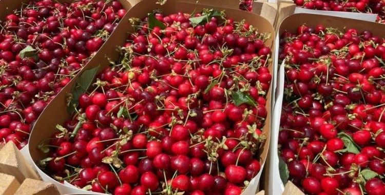 Bursa’nın meşhur erik ve kirazı halde yerini aldı
