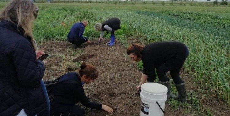 Lüleburgaz'da salep üretimi umut veriyor