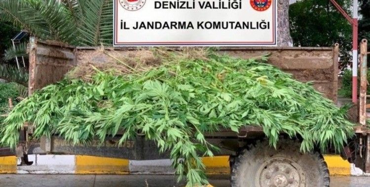 Sarayköy’de 13 kilo esrar, 1300 kök kenevir yakalandı
