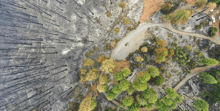 Küresel ısınma nedeniyle 'orman yangını sezonu' daha erken başlıyor ve uzun sürüyor