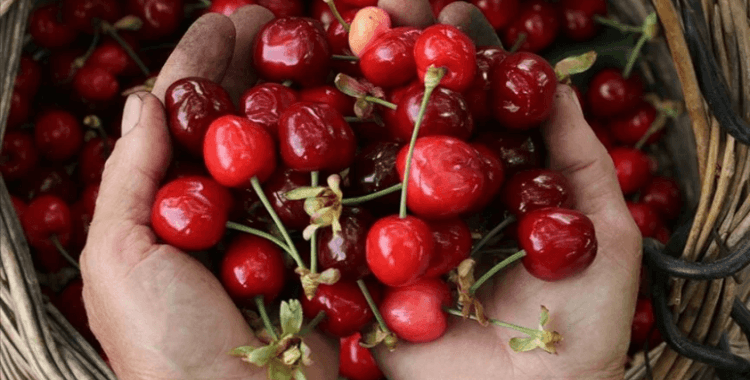 Tekirdağ kirazında hasat başladı