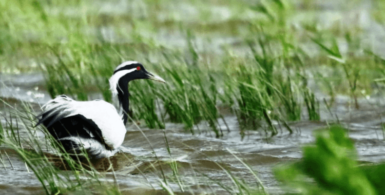 Telli turnaların yavruları Amasya'da görüntülendi