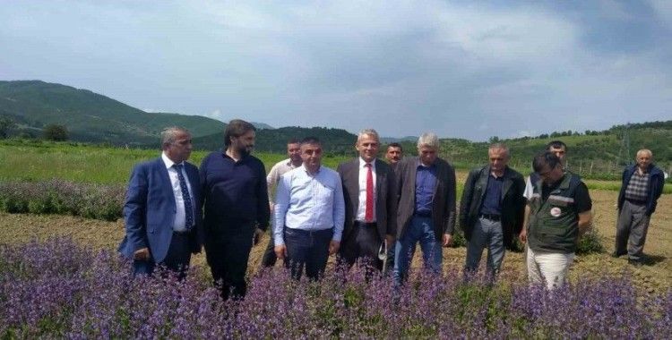 Samsun ‘tıbbı aromatik bitki’ üretiminde merkez oluyor
