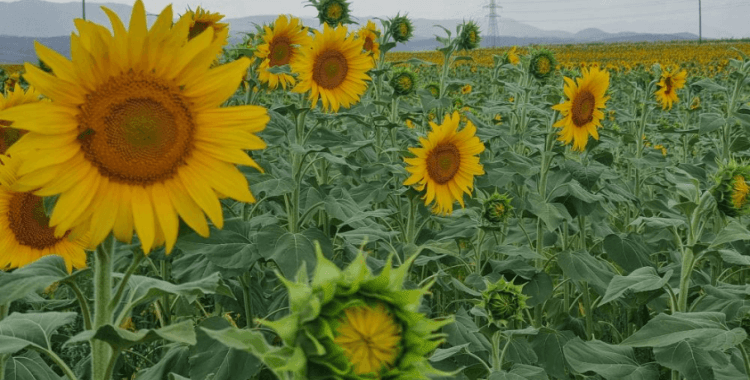 Sulama projesi ve yağışlar ayçiçeği üreticisinin yüzünü güldürdü