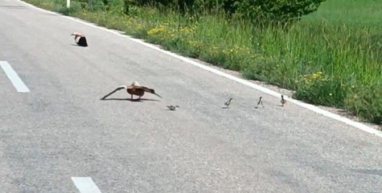 Avlanması yasak angut ördeği yavrularını korumak için sakat taklidi yaptı